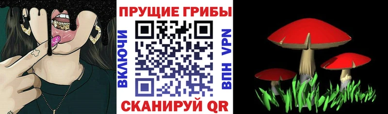 цена   Пудож  Псилоцибиновые грибы Magic Shrooms 